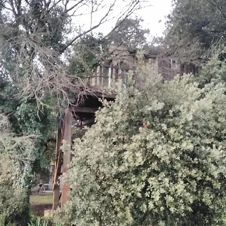 Perchee De Lys Dans Les Chenes Verts Et Le Micocoulier Argelliers