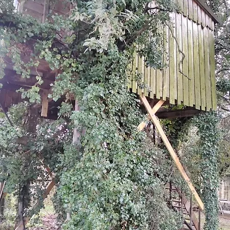 Perchee De Lys Dans Les Chenes Verts Et Le Micocoulier *