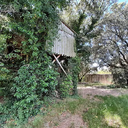 Perchee De Lys Dans Les Chenes Verts Et Le Micocoulier *