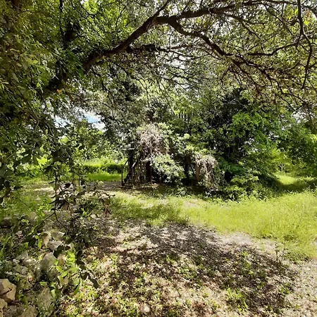 シャレー Perchee De Lys Dans Les Chenes Verts Et Le Micocoulier *