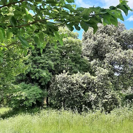 Perchee De Lys Dans Les Chenes Verts Et Le Micocoulier * Argelliers
