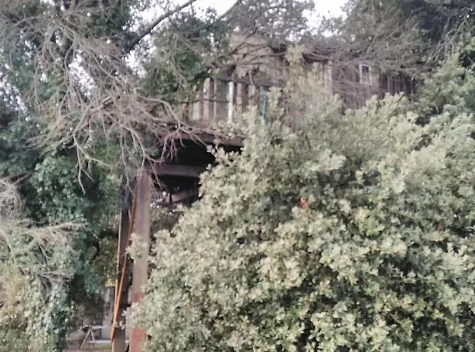 Perchee De Lys Dans Les Chenes Verts Et Le Micocoulier Argelliers