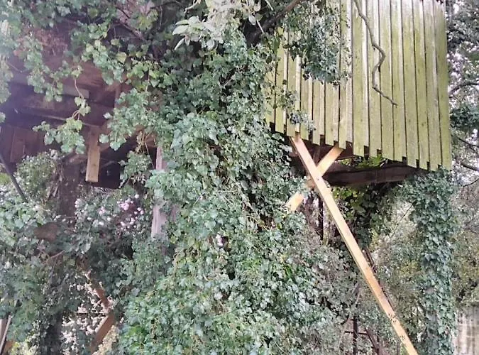 Perchee De Lys Dans Les Chenes Verts Et Le Micocoulier *