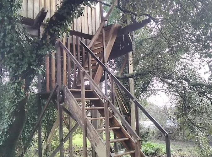 Perchee De Lys Dans Les Chenes Verts Et Le Micocoulier Argelliers