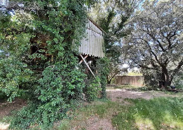 Perchee De Lys Dans Les Chenes Verts Et Le Micocoulier *