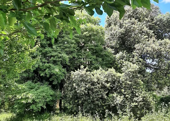 Perchee De Lys Dans Les Chenes Verts Et Le Micocoulier * Argelliers